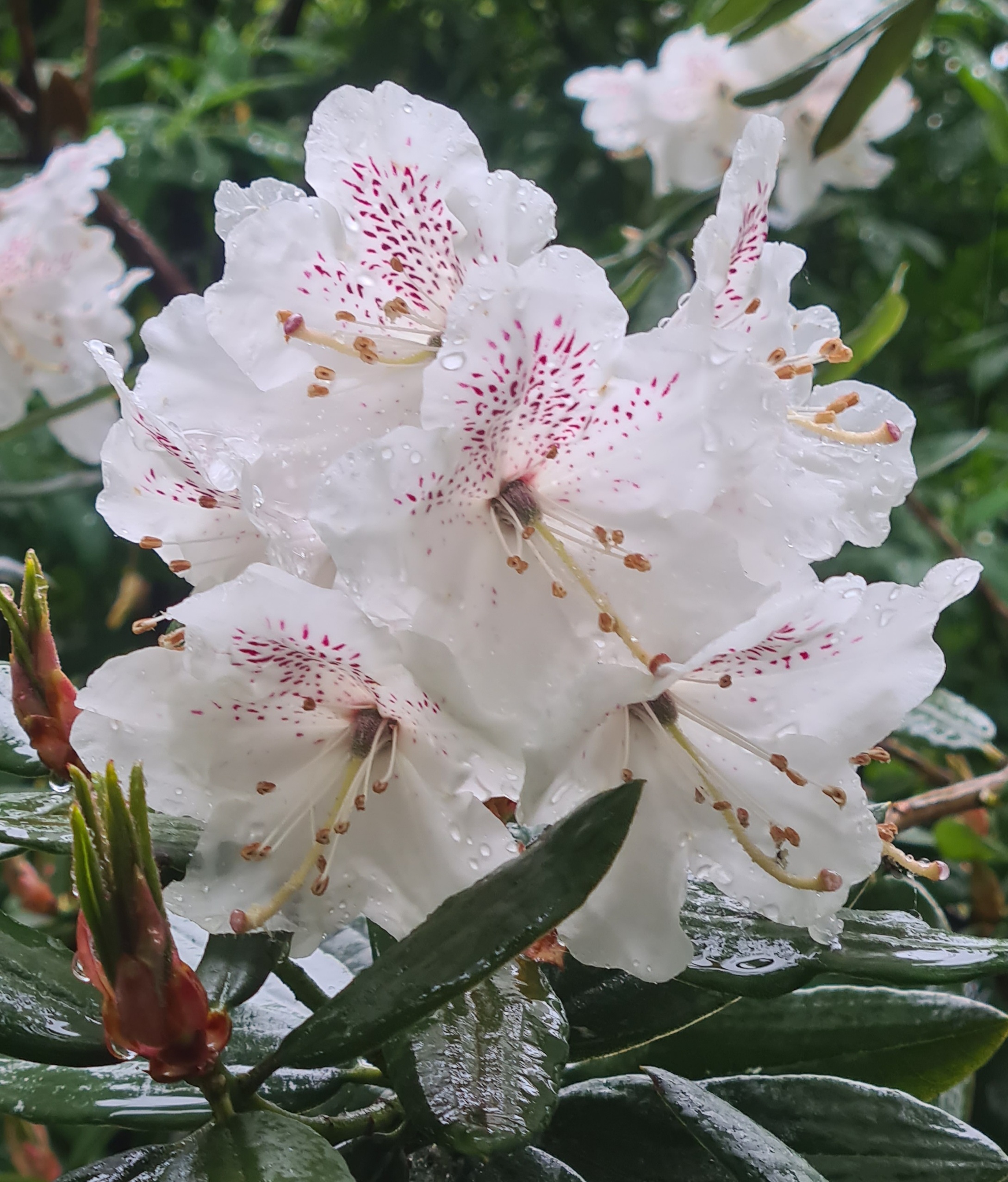 R. aberconwayi
